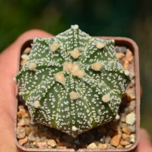 Astrophytum hybrid