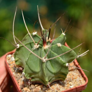 Astrophytum capricorne v. crassispinum