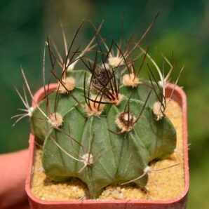 Astrophytum capricorne v. crassispinum