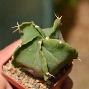 Astrophytum hybrid