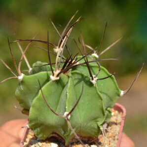 Astrophytum capricorne v. crassispinum