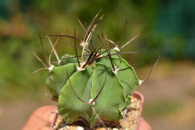 Astrophytum capricorne v. crassispinum