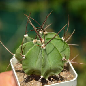 Astrophytum capricorne v. crassispinum