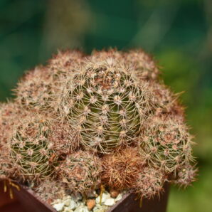 Lobivia auera