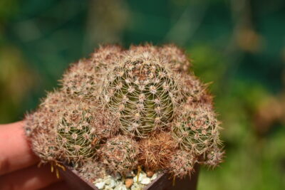 Lobivia auera