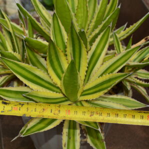 Agave lophantha quadricolor