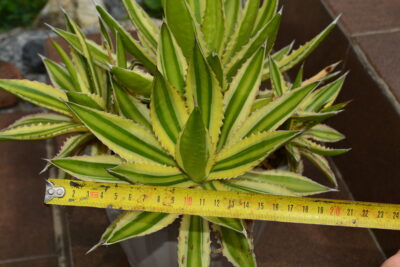 Agave lophantha quadricolor