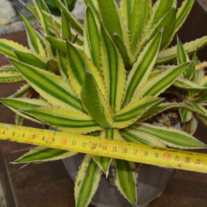 Agave lophantha quadricolor