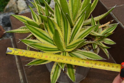 Agave lophantha quadricolor
