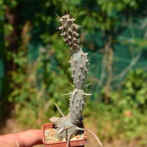 Tephrocactus articulatus