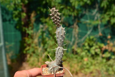 Tephrocactus articulatus