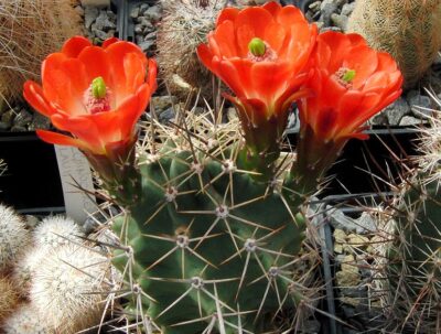 Echinocereus coccineus - v paucispinus, Koehres - Зображення 2