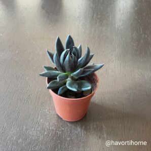 Echeveria Black Knight