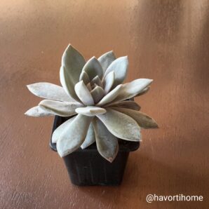 Echeveria Carnicolor Valentina