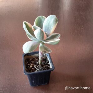 Echeveria Decora
