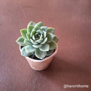 Echeveria Desmetiana