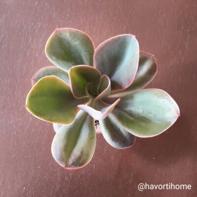 Echeveria gibbiflora metallica