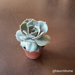 Echeveria Pollux