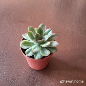 Echeveria pulidonis