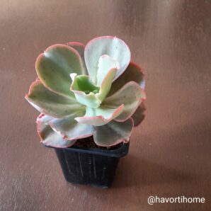 Echeveria Takasago No Okina