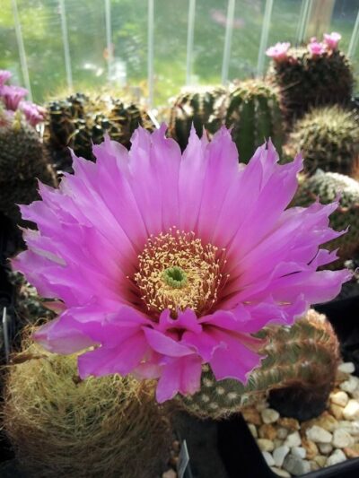 Echinocereus reichenbachii v. oklahomensis HK1844 Koehres - Зображення 2