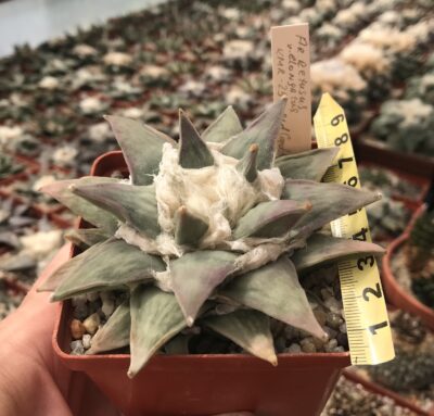Ariocarpus retusus