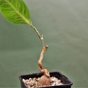 euphorbia-aff.-specksii-karonga-malawi-1.