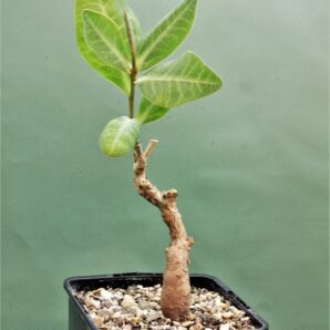 euphorbia-aff.-specksii-karonga-malawi-11