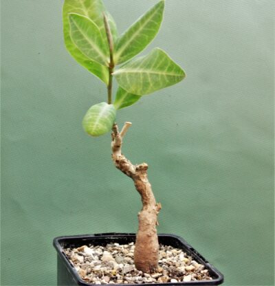 euphorbia-aff.-specksii-karonga-malawi-11