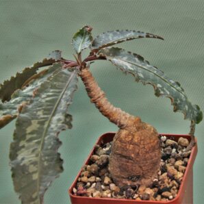 euphorbia-cremesi-grey-tuber-llakaka-madagascar-1.