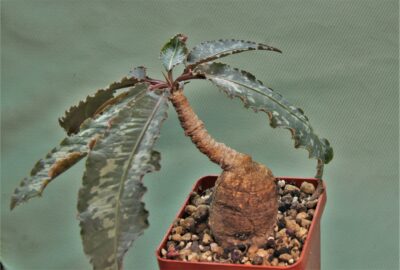euphorbia-cremesi-grey-tuber-llakaka-madagascar-1.