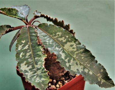 euphorbia-cremesi-grey-tuber-llakaka-madagascar-1. - Зображення 2