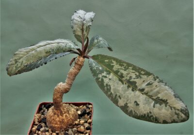 euphorbia-cremesi-grey-tuber-llakaka-madagascar-2 - Зображення 2