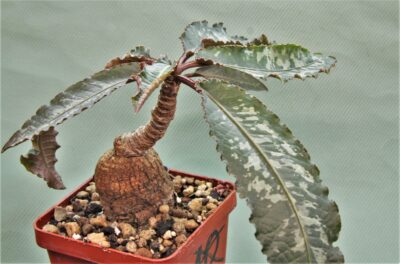 euphorbia-cremesi-grey-tuber-llakaka-madagascar-2