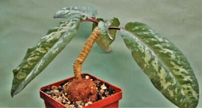 euphorbia-cremesi-red-tuber-llakaka-madagascar - Зображення 2