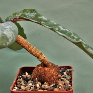 euphorbia-cremesi-red-tuber-llakaka-madagascar