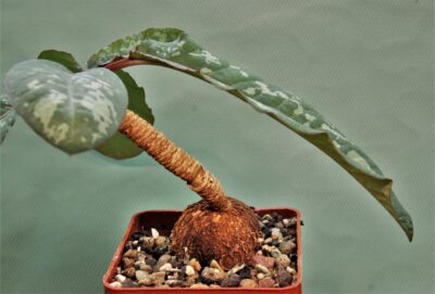 euphorbia-cremesi-red-tuber-llakaka-madagascar