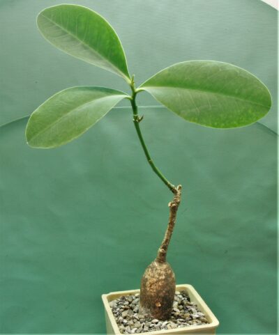 euphorbia-maritae.