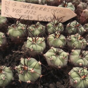 Gymnocalycium cabrerasense VoS 2122