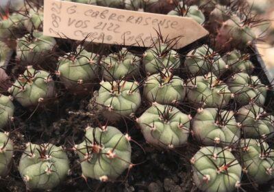 Gymnocalycium cabrerasense VoS 2122
