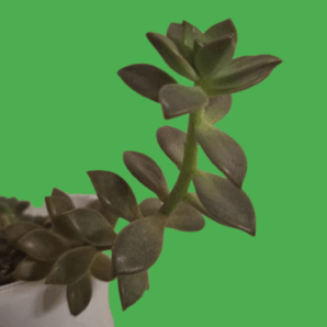 Graptopetalum bronze, пагін 18 см