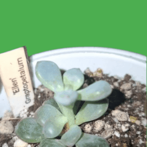 Graptopetalum 'Ellen', пагін 5 см,