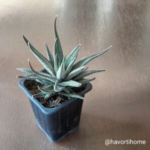 Haworthia attenuata