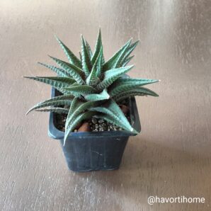 Haworthia Limifolia