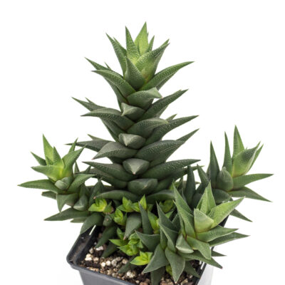 Haworthia tortuosa