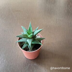 Haworthia tortuosa