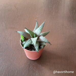 Haworthia venosa tessellata