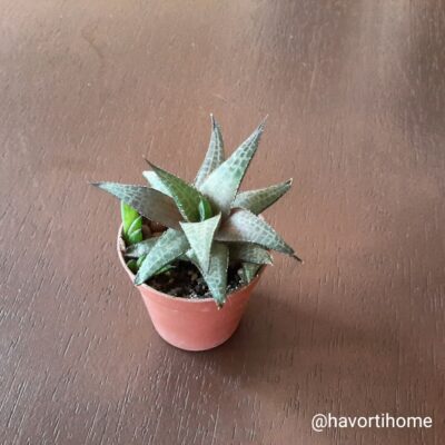 Haworthia venosa tessellata