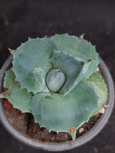 Agave potatorum mini clone - Зображення 2