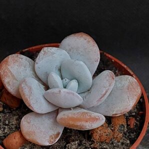 Echeveria Laui
